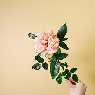 ラロックはとってもユニークな形をしたバラです。くしゅくしゅとした花びら、外側は少しブラウンになっていますが、特性ですので品質には問題ありません。ご安心ください。