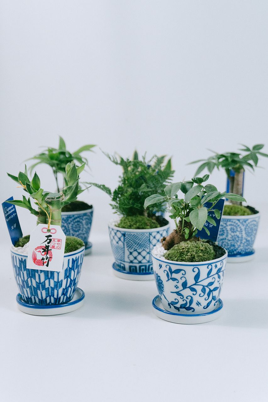 侘び寂びを楽しむ観葉植物「更科」