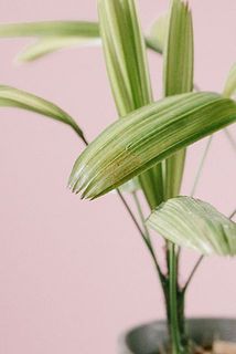 葉の一部が変色していることがございます。ご了承ください。
