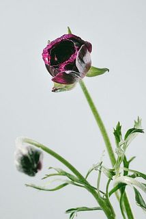 蕾の状態でお届けする場合がございます。