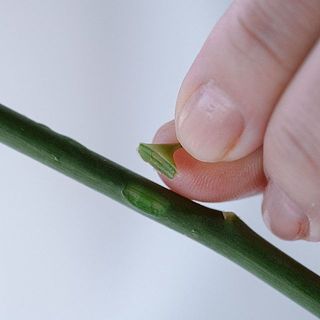 バラのトゲは指でパキッと折ることができます（横方向に力を加えるときれいに取れます）。くれぐれも怪我にはご注意ください。