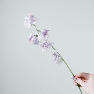 絞りが入ったおしゃれな品種です🧚