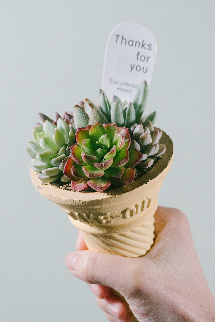 コーンカップの多肉寄せ植え