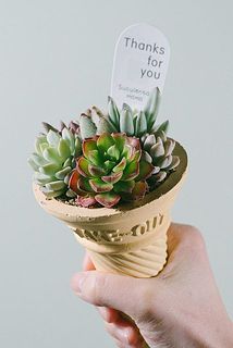 コーンカップの多肉寄せ植え