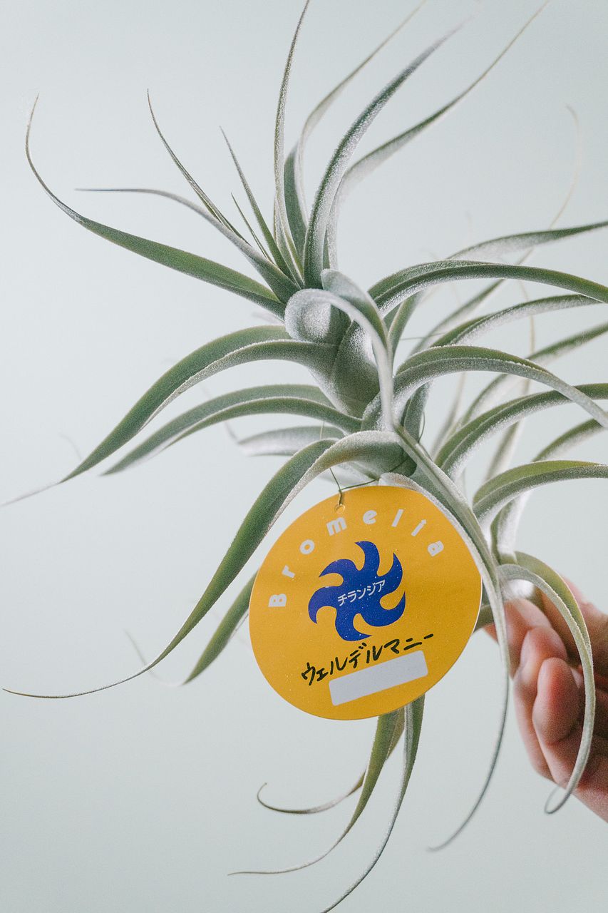 希少品種チランジア「ウェルデルマンニー」