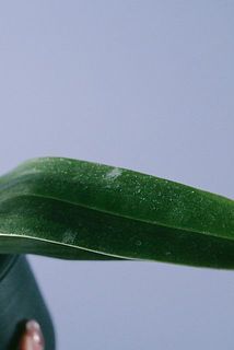 一部、葉に汚れがある場合がございます。