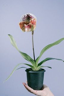 形には個体差があります。