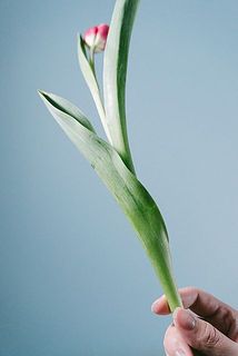 葉っぱは一部きれている場合も。気になる場合は、とってあげてください。