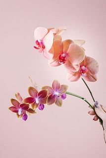 お届けイメージ