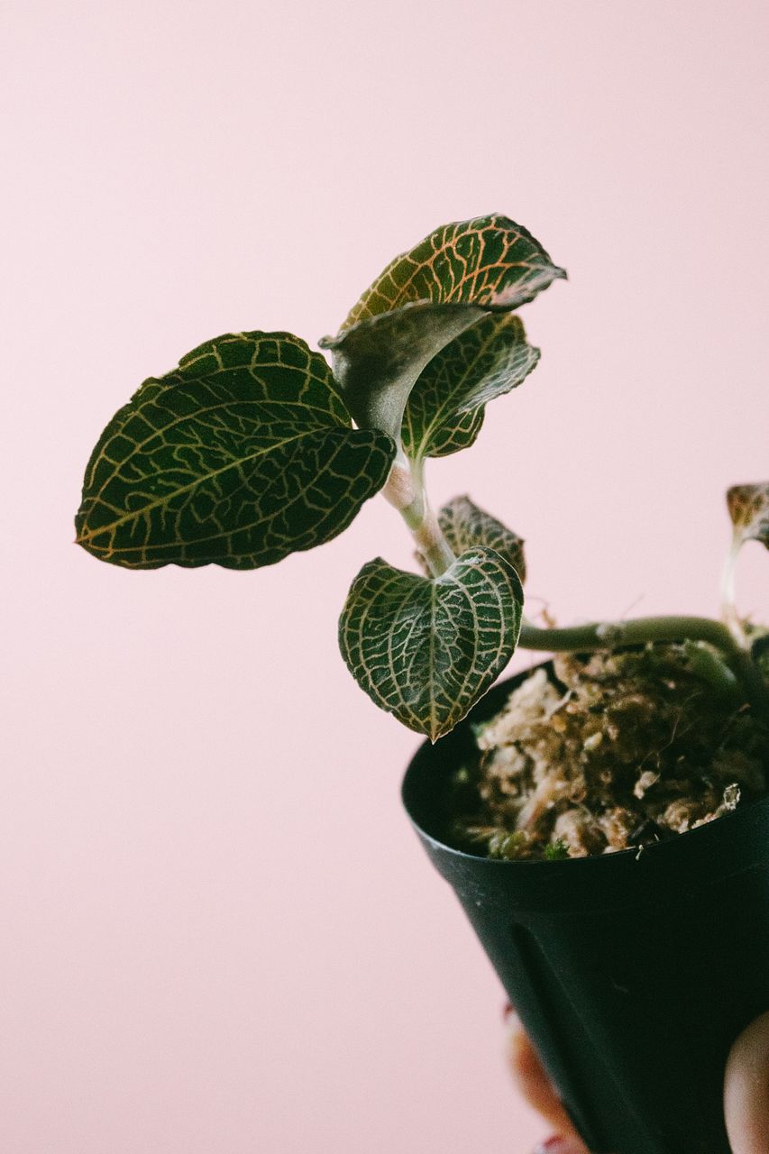 希少品種のジュエルオーキッド（1鉢）