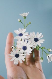 お花は小さめです。