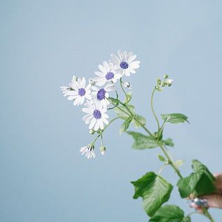 しっかり水揚げしたら長く楽しめます。