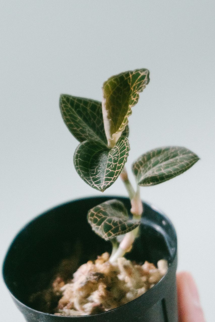 希少品種のジュエルオーキッド（1鉢）