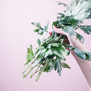 マムは下葉がついた状態でお届けします。