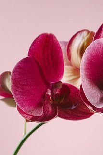 一部花びらが取れているものがございます