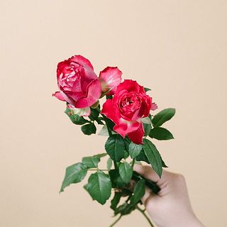 外側の花びらは傷が付いているものも。気になる場合は優しく摘み取ってあげて。