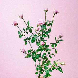 1点物　リトルウッズ　ドライフラワー　R-577　11/26まで 1点物 リトルウッズ ドライフラワー R-577 11/26まで 再入荷 】世界