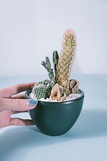 お届けする品種はお任せとなります。