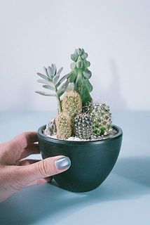 写真とはちょっとずつ異なる組み合わせをお届けします。