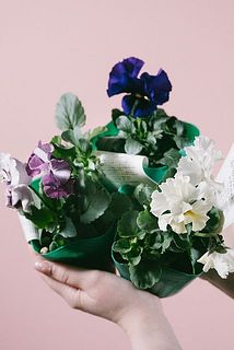 色はミックスでお届けします。