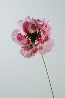 ふりふりの花びらがかわいい！