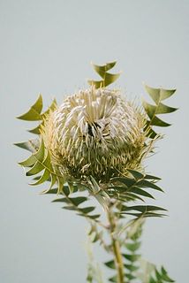 色味には個体差がございます