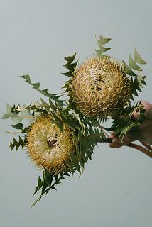 一部茶色味の強い個体がございます。
