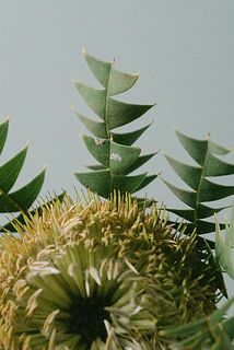 一部葉に汚れがある場合がございます。