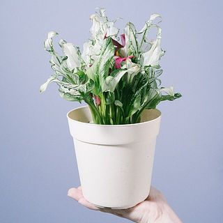 花つきや生え方に個体差があります。