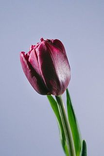 深みのあるパープルです