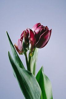 花が双子の個体もありますが、品質に問題はありません。