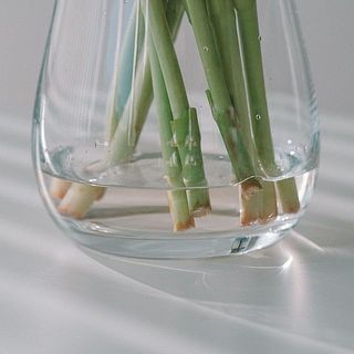 チューリップは浅水で活けるのがおすすめです。