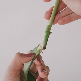 水に浸かってしまう葉は取り除きましょう。葉と茎の間に土がついていた場合は洗い流してください。