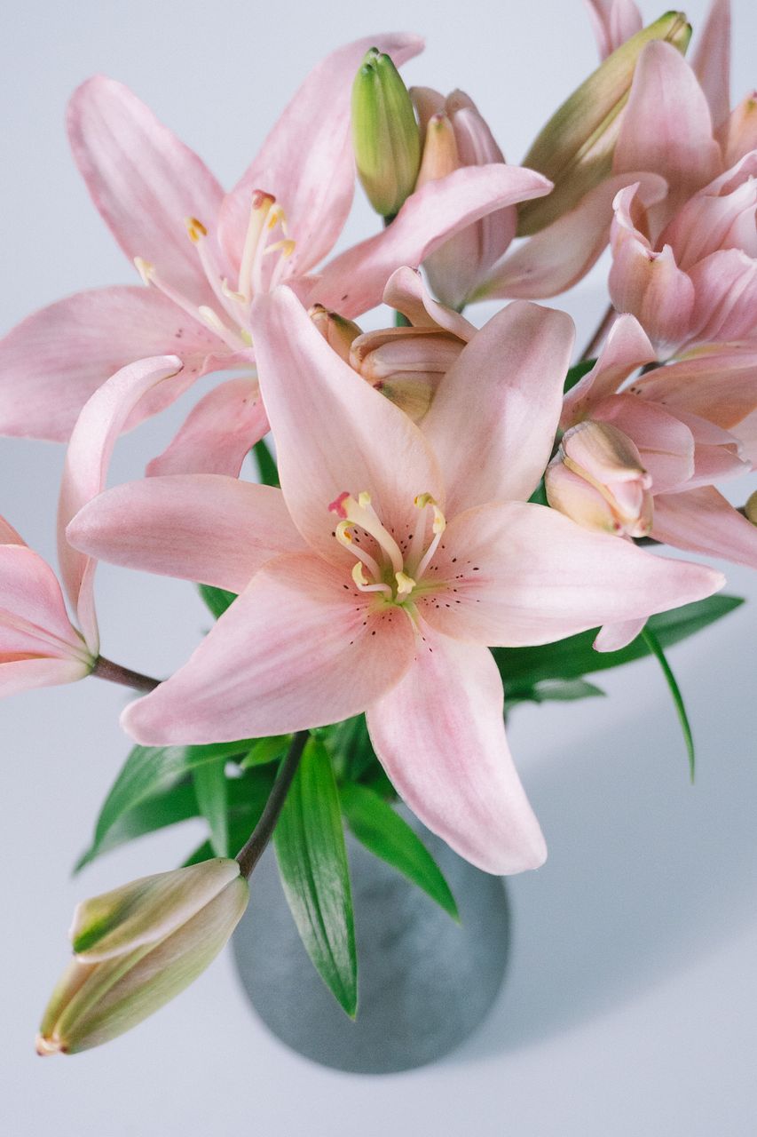 産直】今井ゆり園の水彩ピンクリリー