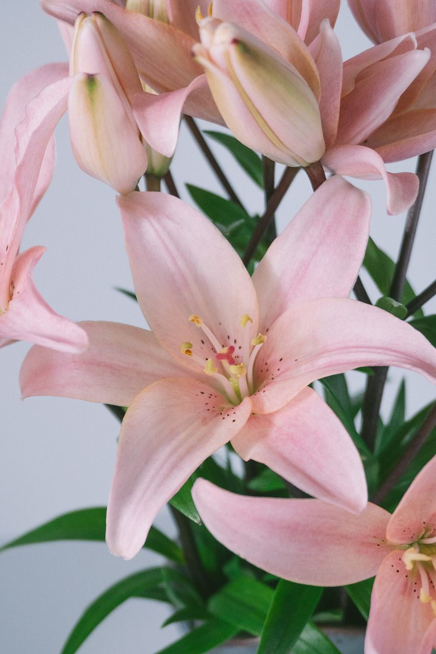 ユリ(Julyの花火！) アルルの女序曲　　淡いピンク ＪＵｋ Ｅ 産直】今井ゆり園の水彩ピンクリリー