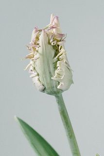 フリンジの大きいのが特徴的