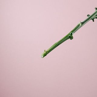 マムの茎はハサミでカットするより、手で折ると水が上がりやすいです。