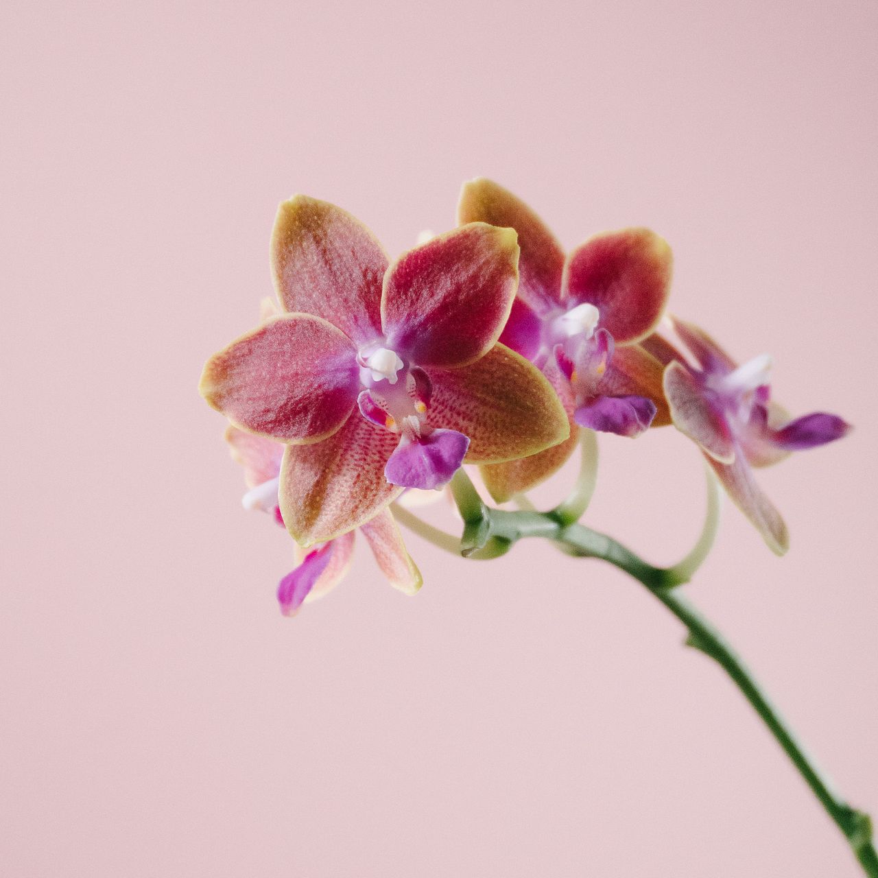 日野洋蘭園のドロップとサーフソング（2本）