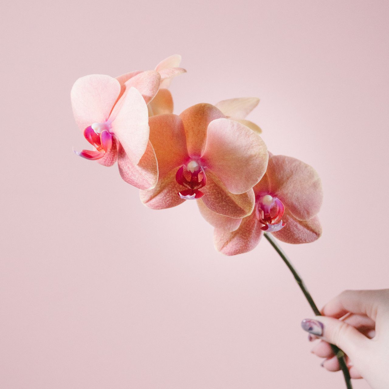 日野洋蘭園のドロップとサーフソング（2本）