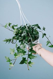 どんな品種が届くかはお楽しみ😍