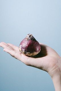 花芽をつける前の球根をお届け。お水につけてあげて、成長を促しましょう。