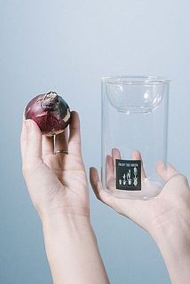 球根とセットでお届け。