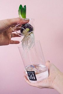 受け皿が取り外せるので水換えが簡単です。※お届けする際の球根は芽は出ていません。