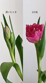 産直のチューリップはつぼみの状態でお届けすることも。水揚げするとするとふっくら色づき、大きくなりますのでご安心ください。