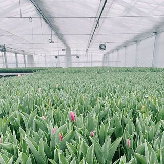 富山県砺波市にあるセンティアのチューリップは、国内トップクラスの生産量だけでなく、美しく高品質。一番の魅力は、お客さまの手元できちんと開くように計算された収穫を実現していること。ベストなタイミングで収穫するから、美しい状態を長く楽しむことができます。