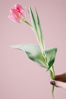 葉っぱに白い斑が入っておしゃれ。