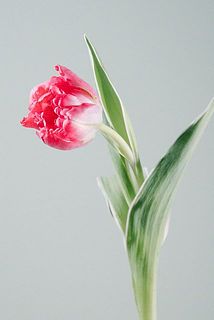 かわいい八重咲きです🌷