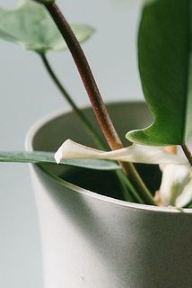 冬に生えてきたばかりの葉はホワイトでかわいいです