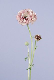 現在季節の移り変わりにより、色が少し白が多めの個体がある事も。