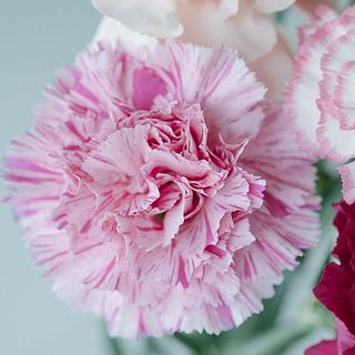 おしゃれなカラーリングが魅力の複色カーネーション。